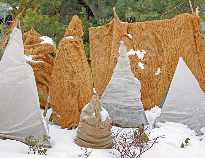 Do You Overwinter Your Plants and Burlap? Here's When to Remove Those Materials, According to the Experts