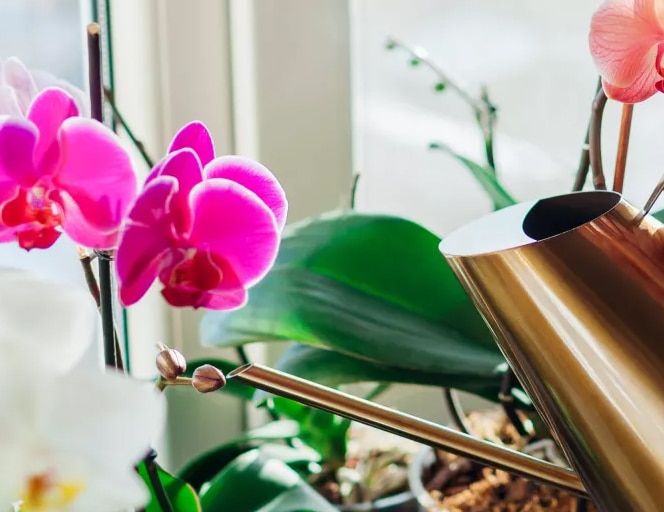 Should you water an orchid with ice cubes? We asked an orchid grower...