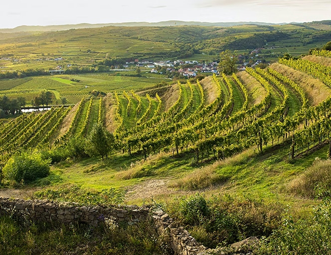 https://www.winespectator.com/articles/sommelier-roundtable-most-memorable-vineyard-visit